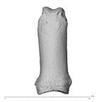 NH MER35 135 Gorilla gorilla gorilla hand phalanx second proximal left dorsal
