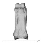 NH MER35 135 Gorilla gorilla gorilla hand phalanx second proximal left palmar