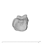 NH MER35 135 Gorilla gorilla gorilla hand phalanx second proximal left proximal