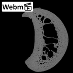 NH MER35 135 Gorilla gorilla gorilla hand phalanx second proximal left ct stack movie