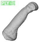 NH MER35 135 Gorilla gorilla gorilla hand phalanx second proximal left ply