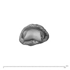 NH MER35 135 Gorilla gorilla gorilla hand phalanx third middle left distal