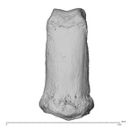 NH MER35 135 Gorilla gorilla gorilla hand phalanx third middle left dorsal