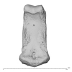 NH MER35 135 Gorilla gorilla gorilla hand phalanx third middle left palmar