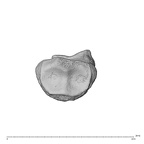 NH MER35 135 Gorilla gorilla gorilla hand phalanx third middle left proximal