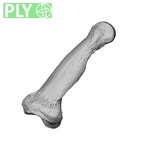 NH MER35 135 Gorilla gorilla gorilla hand phalanx third middle left ply