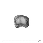 NH MER35 135 Gorilla gorilla gorilla hand phalanx third proximal left distal