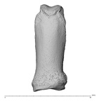 NH MER35 135 Gorilla gorilla gorilla hand phalanx third proximal left dorsal
