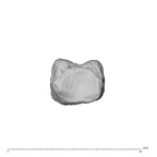 NH MER35 135 Gorilla gorilla gorilla hand phalanx third proximal left proximal