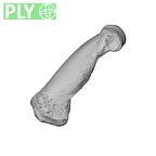 NH MER35 135 Gorilla gorilla gorilla hand phalanx third proximal left ply