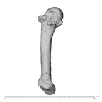 NH MER35 135 Gorilla gorilla gorilla metacarpal fifth left lateral