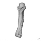 NH MER35 135 Gorilla gorilla gorilla metacarpal fifth left palmar
