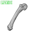 NH MER35 135 Gorilla gorilla gorilla metacarpal fifth left ply