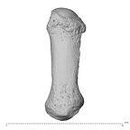 NH MER35 135 Gorilla gorilla gorilla metacarpal first left dorsal