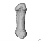 NH MER35 135 Gorilla gorilla gorilla metacarpal first left palmar