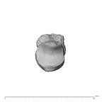 NH MER35 135 Gorilla gorilla gorilla metacarpal first left proximal