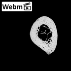 NH MER35 135 Gorilla gorilla gorilla metacarpal first left ct stack movie