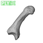 NH MER35 135 Gorilla gorilla gorilla metacarpal first left ply