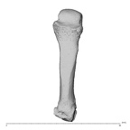 NH MER35 135 Gorilla gorilla gorilla metacarpal fourth left dorsal