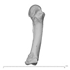 NH MER35 135 Gorilla gorilla gorilla metacarpal fourth left medial