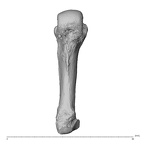 NH MER35 135 Gorilla gorilla gorilla metacarpal fourth left palmar