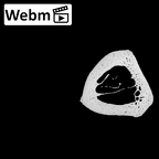 NH MER35 135 Gorilla gorilla gorilla metacarpal fourth left ct stack movie