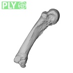 NH MER35 135 Gorilla gorilla gorilla metacarpal fourth left ply