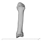 NH MER35 135 Gorilla gorilla gorilla metacarpal second left dorsal