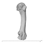 NH MER35 135 Gorilla gorilla gorilla metacarpal second left medial