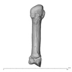 NH MER35 135 Gorilla gorilla gorilla metacarpal second left palmar