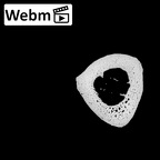 NH MER35 135 Gorilla gorilla gorilla metacarpal second left ct stack movie