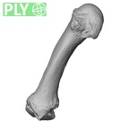 NH MER35 135 Gorilla gorilla gorilla metacarpal second left ply