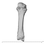 NH MER35 135 Gorilla gorilla gorilla metacarpal third left dorsal