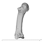 NH MER35 135 Gorilla gorilla gorilla metacarpal third left lateral