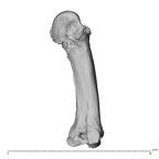 NH MER35 135 Gorilla gorilla gorilla metacarpal third left medial