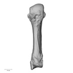 NH MER35 135 Gorilla gorilla gorilla metacarpal third left palmar