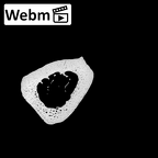 NH MER35 135 Gorilla gorilla gorilla metacarpal third left ct stack movie