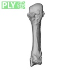 NH MER35 135 Gorilla gorilla gorilla metacarpal third left ply