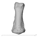 NH MER35 138 Gorilla gorilla gorilla hand phalanx fifth middle left dorsal