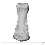 NH MER35 138 Gorilla gorilla gorilla hand phalanx fifth middle left palmar
