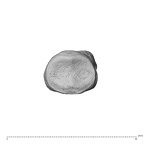 NH MER35 138 Gorilla gorilla gorilla hand phalanx fifth middle left proximal