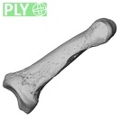 NH MER35 138 Gorilla gorilla gorilla hand phalanx fifth middle left ply