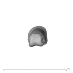 NH MER35 138 Gorilla gorilla gorilla hand phalanx fifth proximal left distal