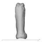 NH MER35 138 Gorilla gorilla gorilla hand phalanx fifth proximal left dorsal