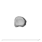 NH MER35 138 Gorilla gorilla gorilla hand phalanx fifth proximal left proximal