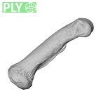 NH MER35 138 Gorilla gorilla gorilla hand phalanx fifth proximal left ply