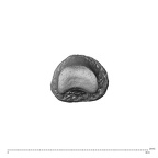 NH MER35 138 Gorilla gorilla gorilla hand phalanx first proximal left distal