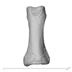 NH MER35 138 Gorilla gorilla gorilla hand phalanx first proximal left dorsal