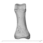 NH MER35 138 Gorilla gorilla gorilla hand phalanx first proximal left palmar
