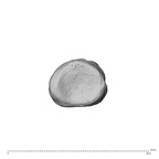 NH MER35 138 Gorilla gorilla gorilla hand phalanx first proximal left proximal